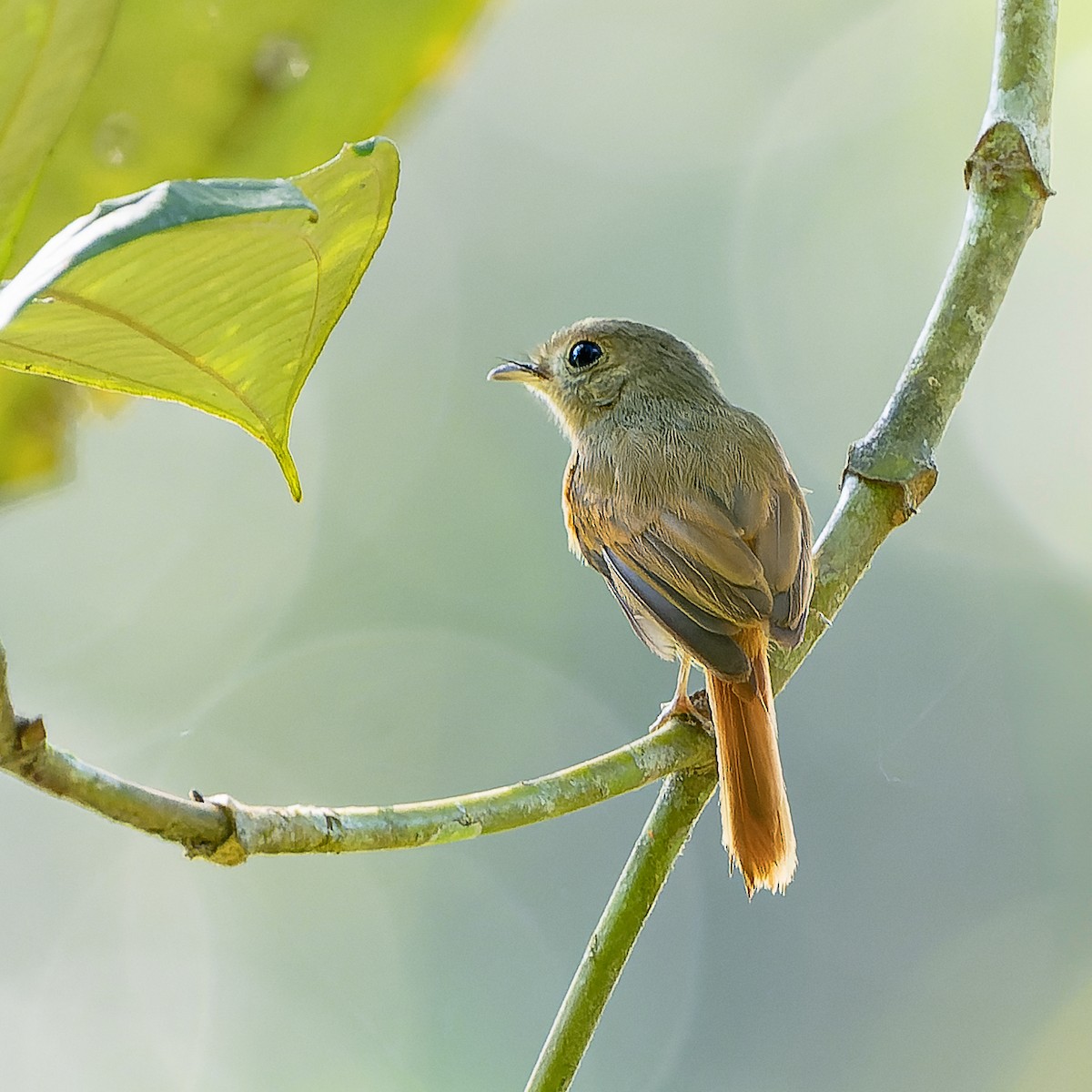Ruddy-tailed Flycatcher - ML637044423