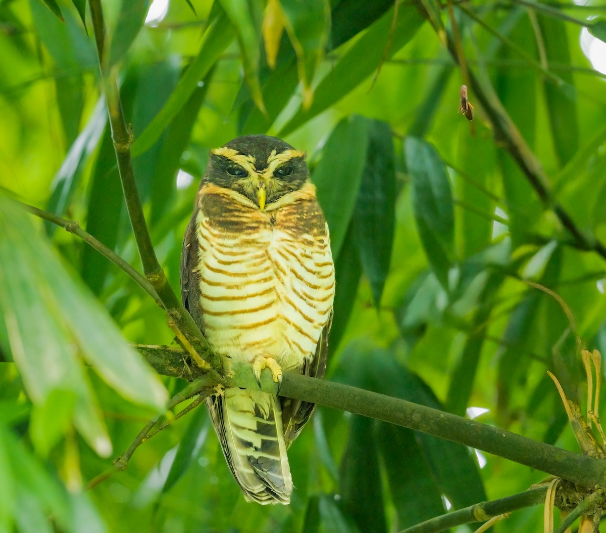 Band-bellied Owl - ML637044468