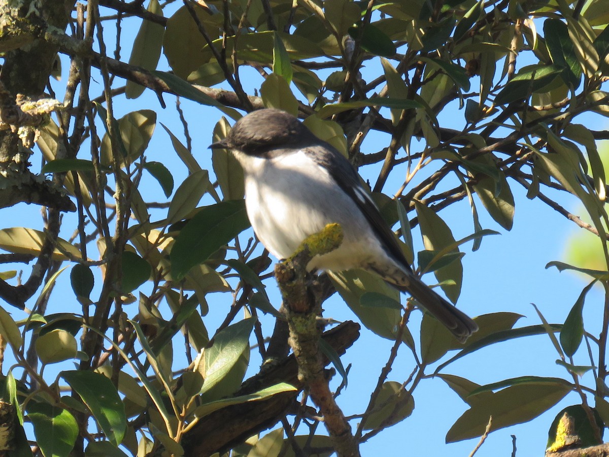 Fiscal Flycatcher - ML637044524