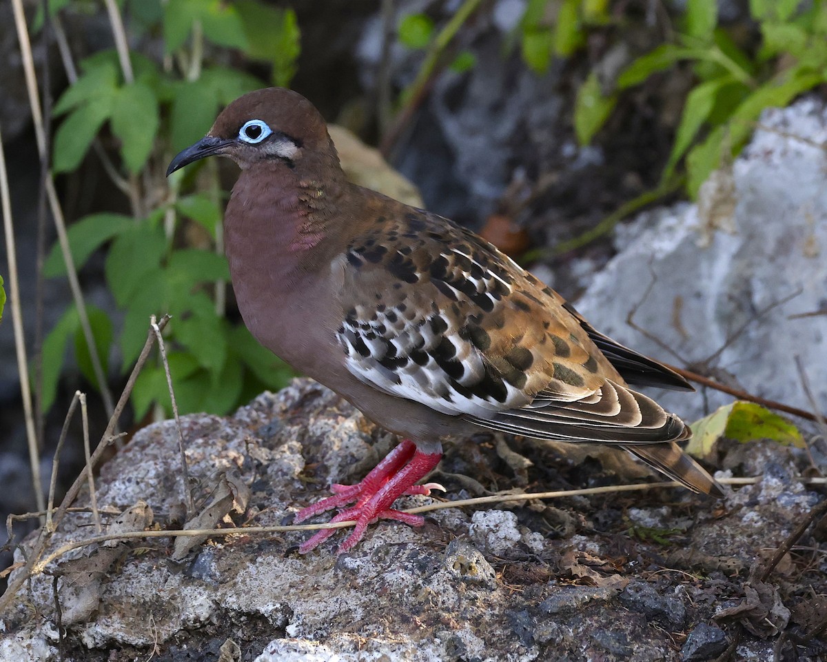 Galapagos Dove - ML637044541