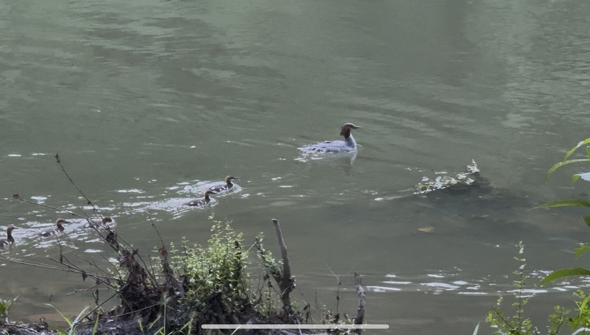 川秋沙 - ML637044549