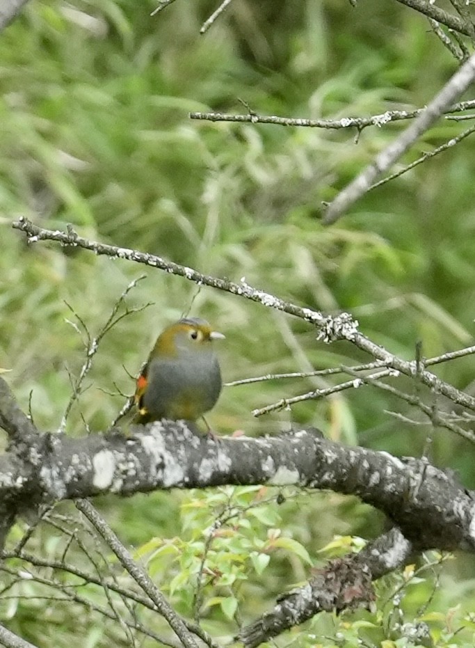 Emei Shan Liocichla - ML637044567
