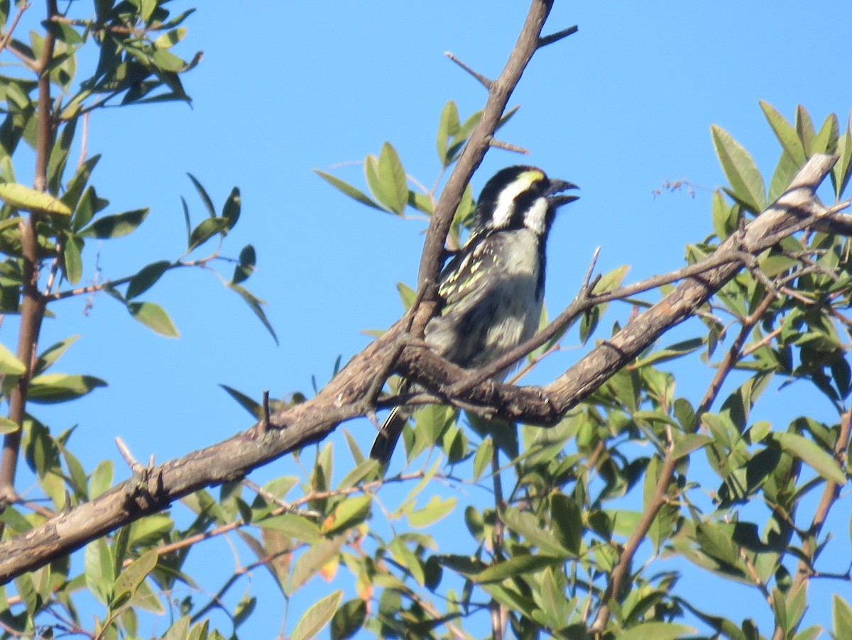 Pied Barbet - ML637044583
