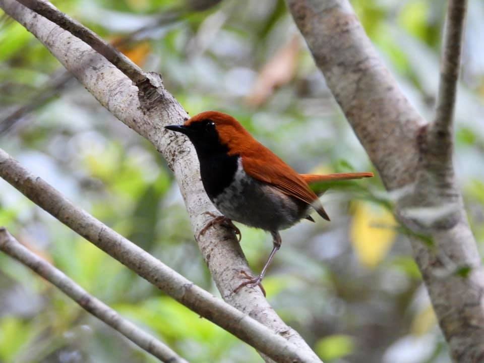 Okinawa Robin - ML637044592