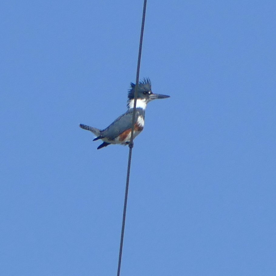 Martin-pêcheur d'Amérique - ML637044683