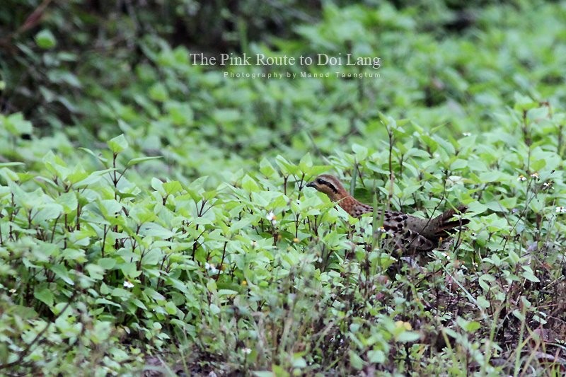 Mountain Bamboo-Partridge - ML637044802