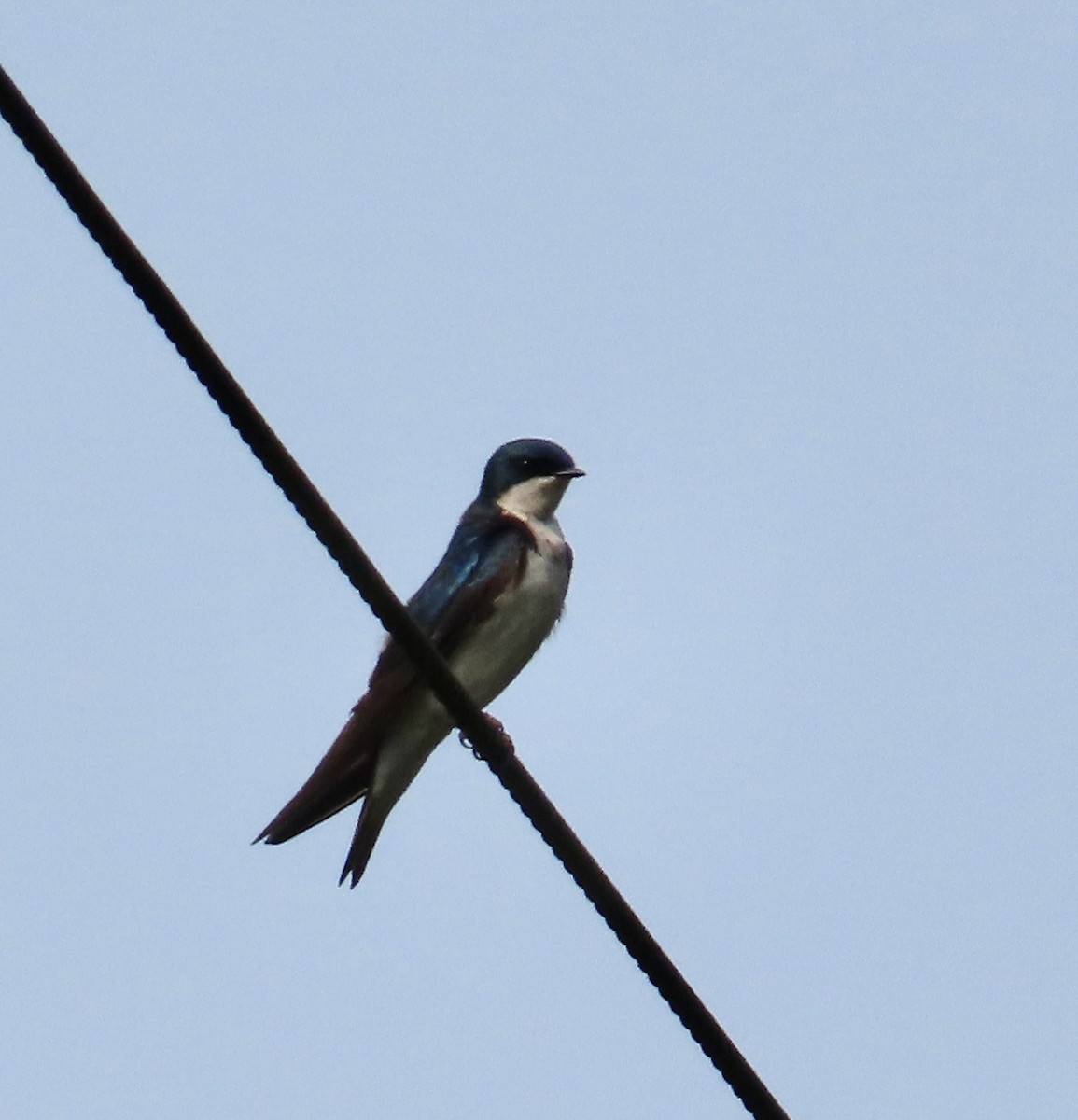 Tree Swallow - ML637044805