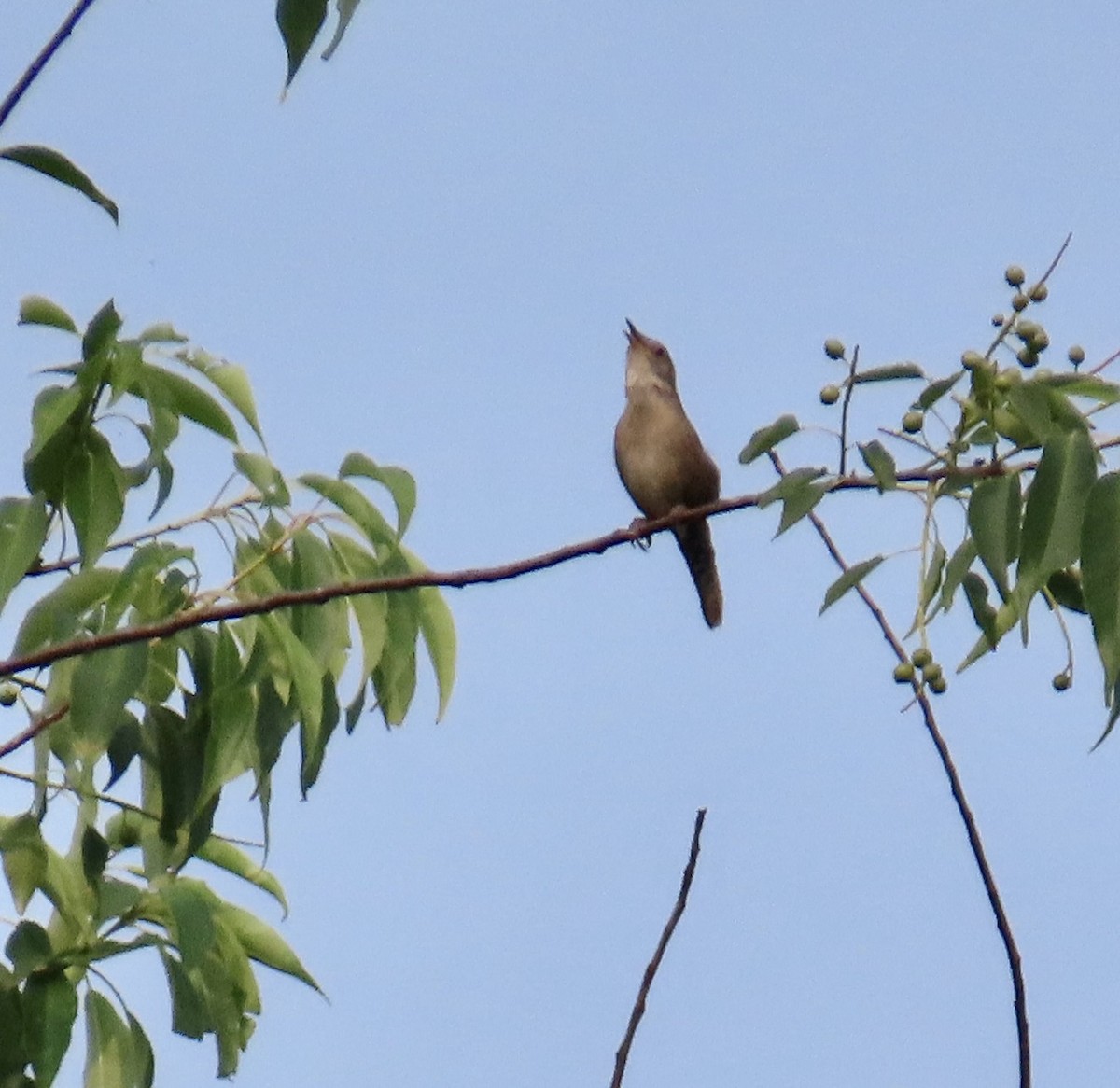 Northern House Wren - ML637044806