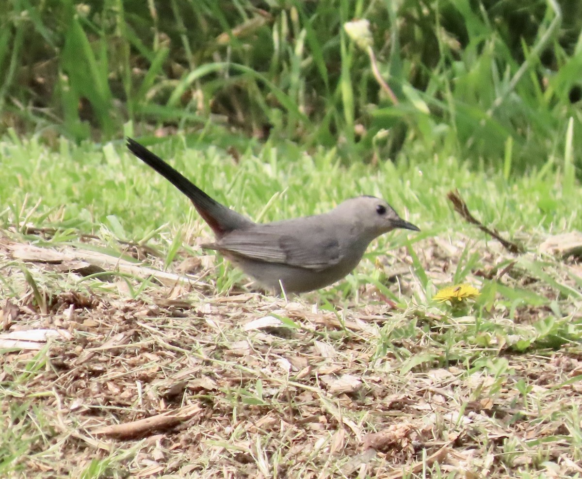 Gray Catbird - ML637044812