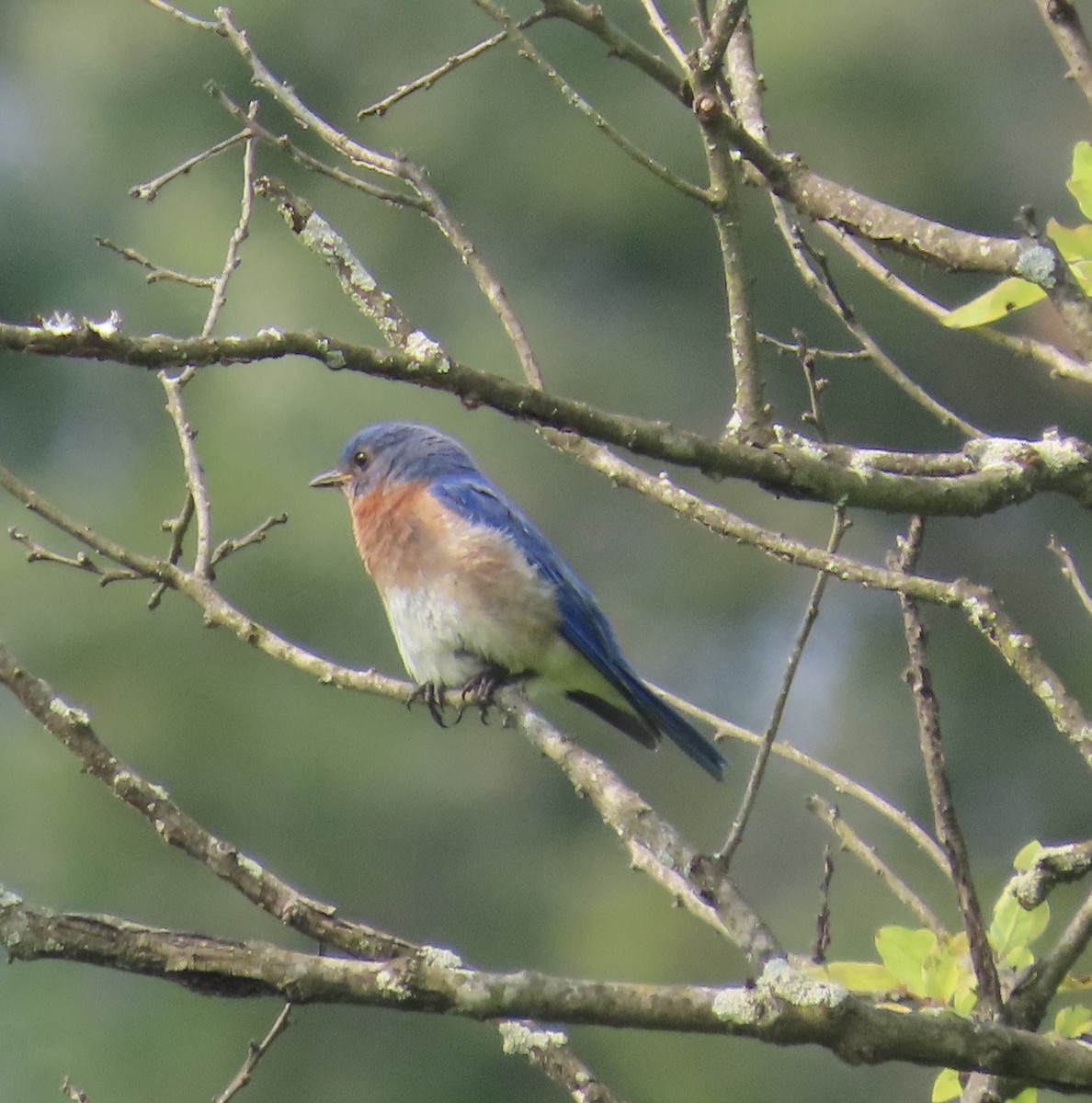 Eastern Bluebird - ML637044816