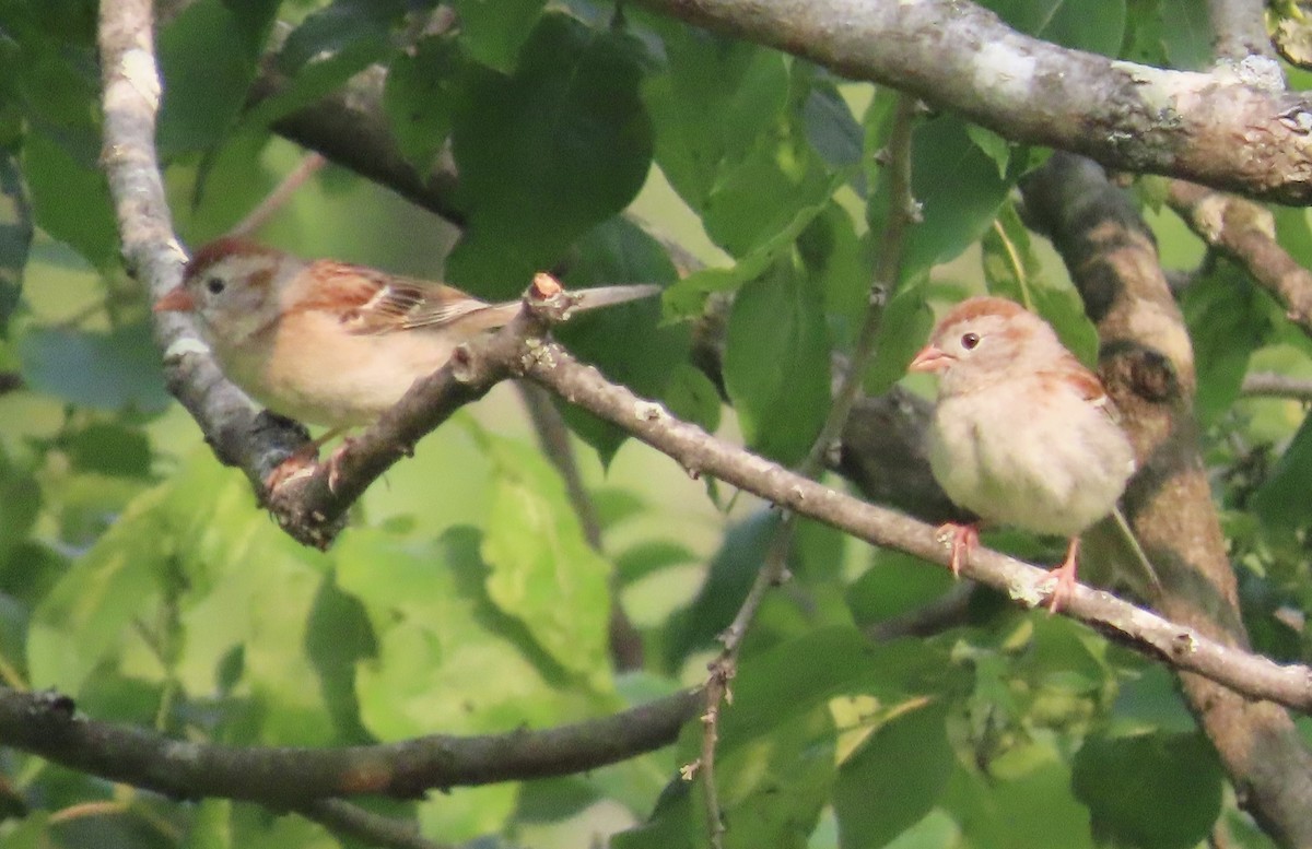 Field Sparrow - ML637044818