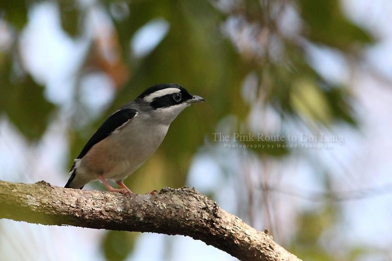 White-browed Shrike-Babbler (Blyth's) - ML637044825