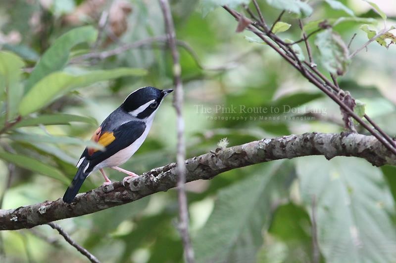 White-browed Shrike-Babbler (Blyth's) - ML637044826