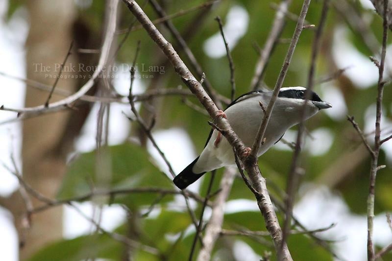 White-browed Shrike-Babbler (Blyth's) - ML637044828