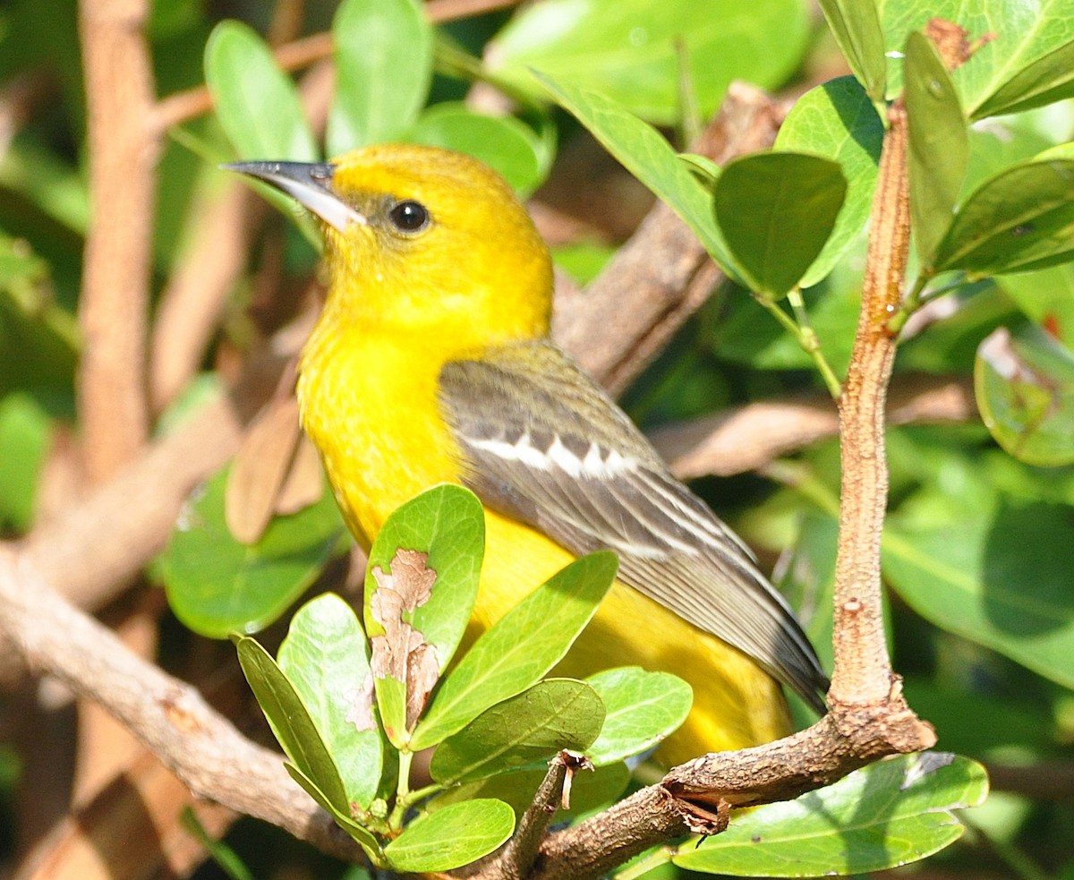 Hooded Oriole (igneus) - ML637044829