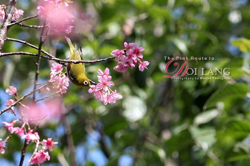 Chestnut-flanked White-eye - ML637044884