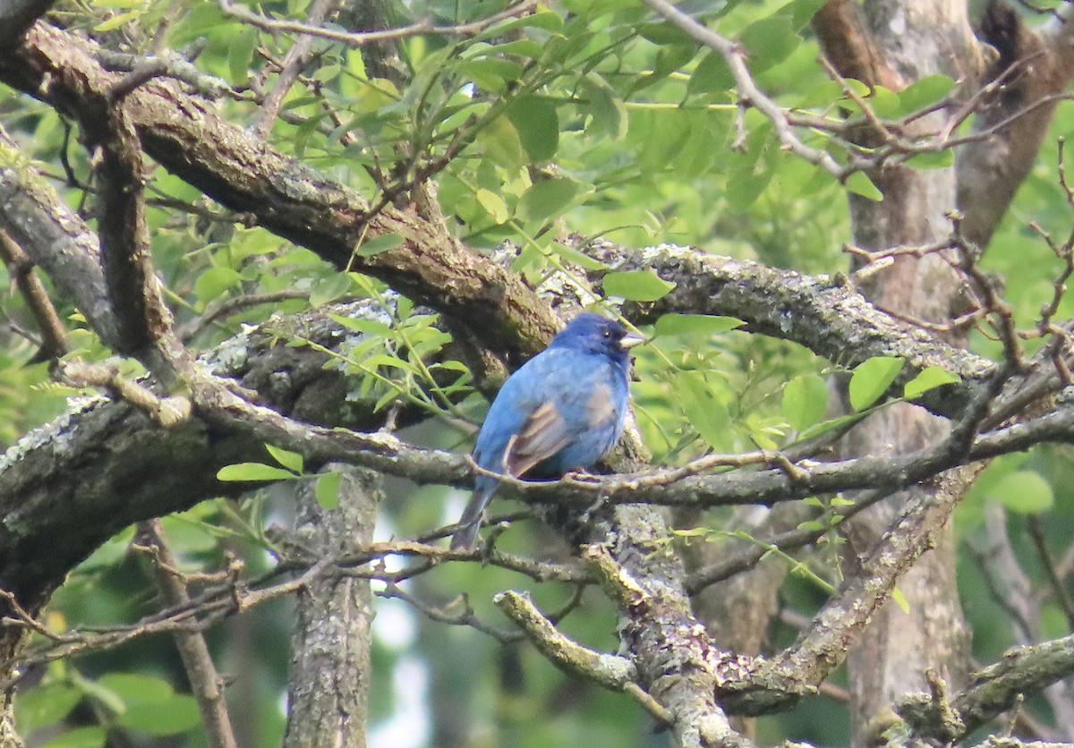 Indigo Bunting - ML637044885