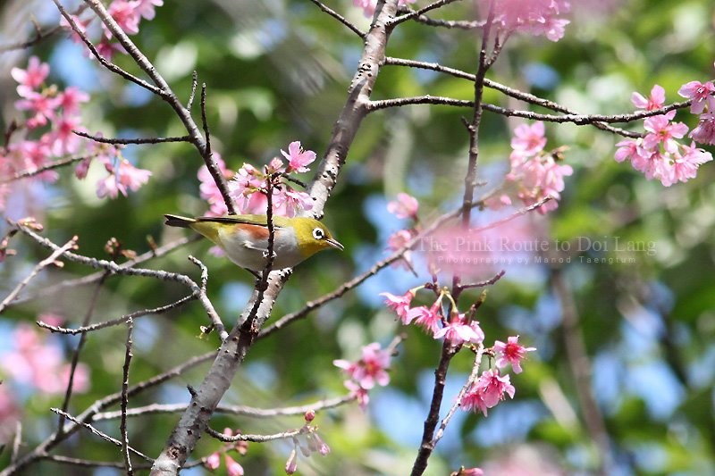 Chestnut-flanked White-eye - ML637044886