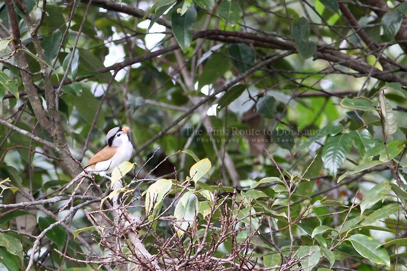 Gray-headed Parrotbill - ML637044898