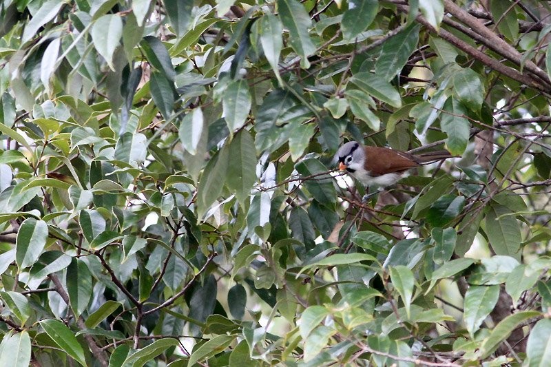 Gray-headed Parrotbill - ML637044899