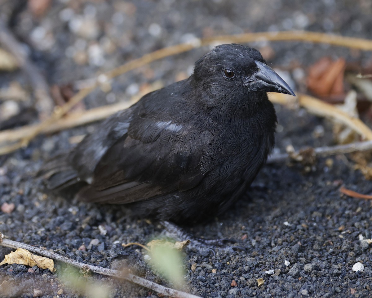 Common Cactus-Finch - ML637045029