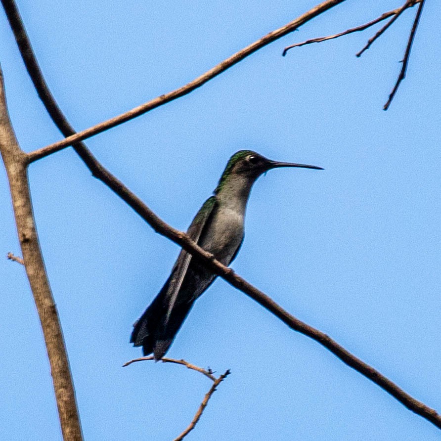 Gray-breasted Sabrewing - ML637045107