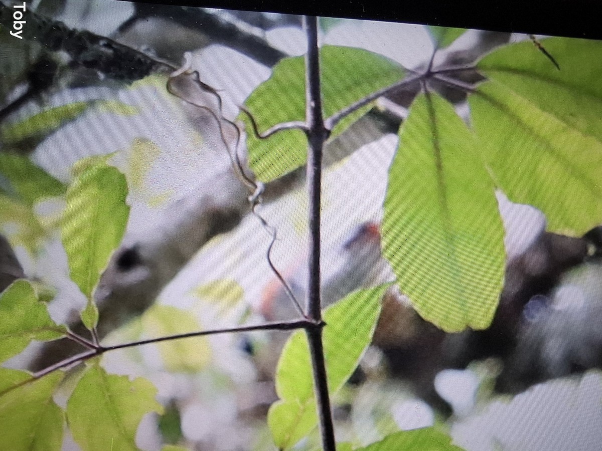 Vietnamese Cutia - ML637045201