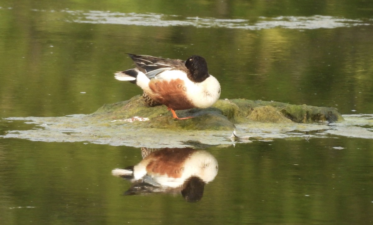 Northern Shoveler - ML637045248