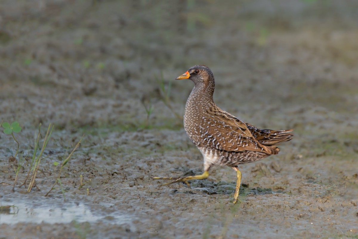 Spotted Crake - ML637045251