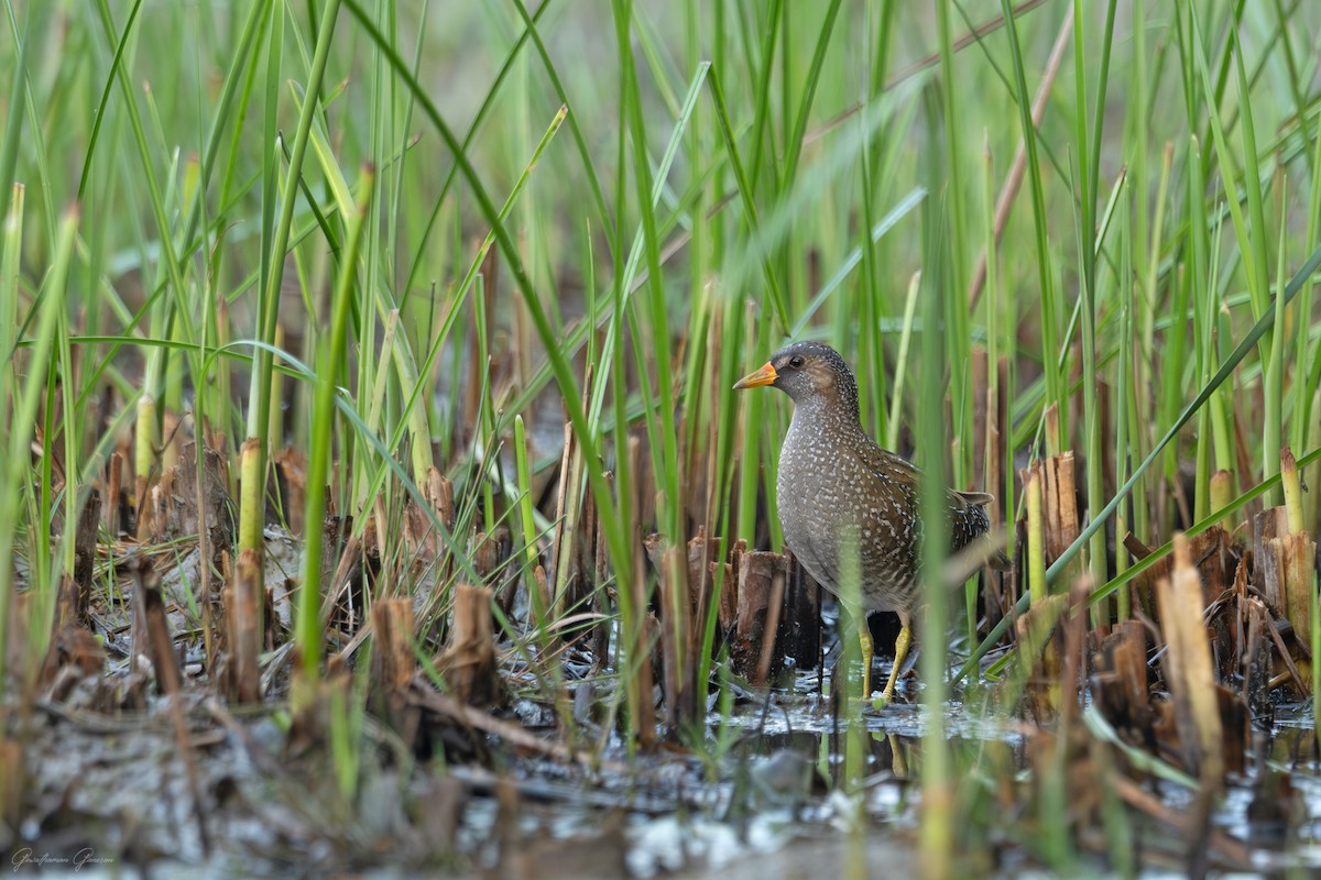 Spotted Crake - ML637045261