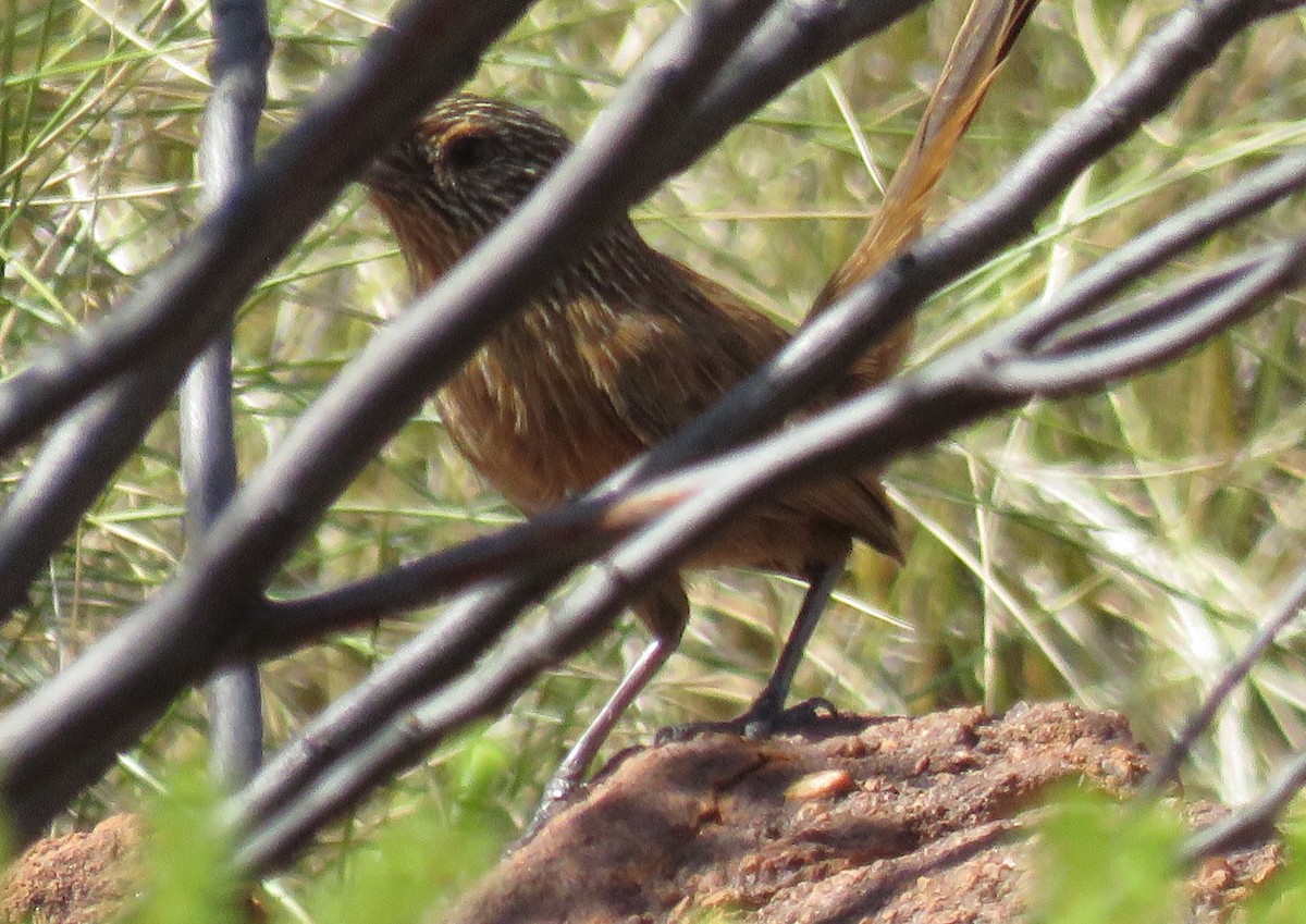 Dusky Grasswren - ML637045302