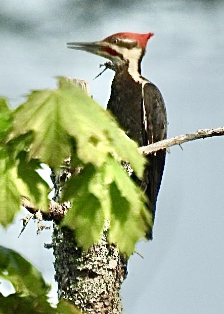 hvitbrynsvartspett - ML637045304