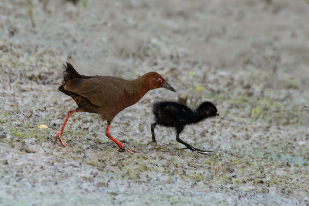 Ruddy-breasted Crake - ML637045306