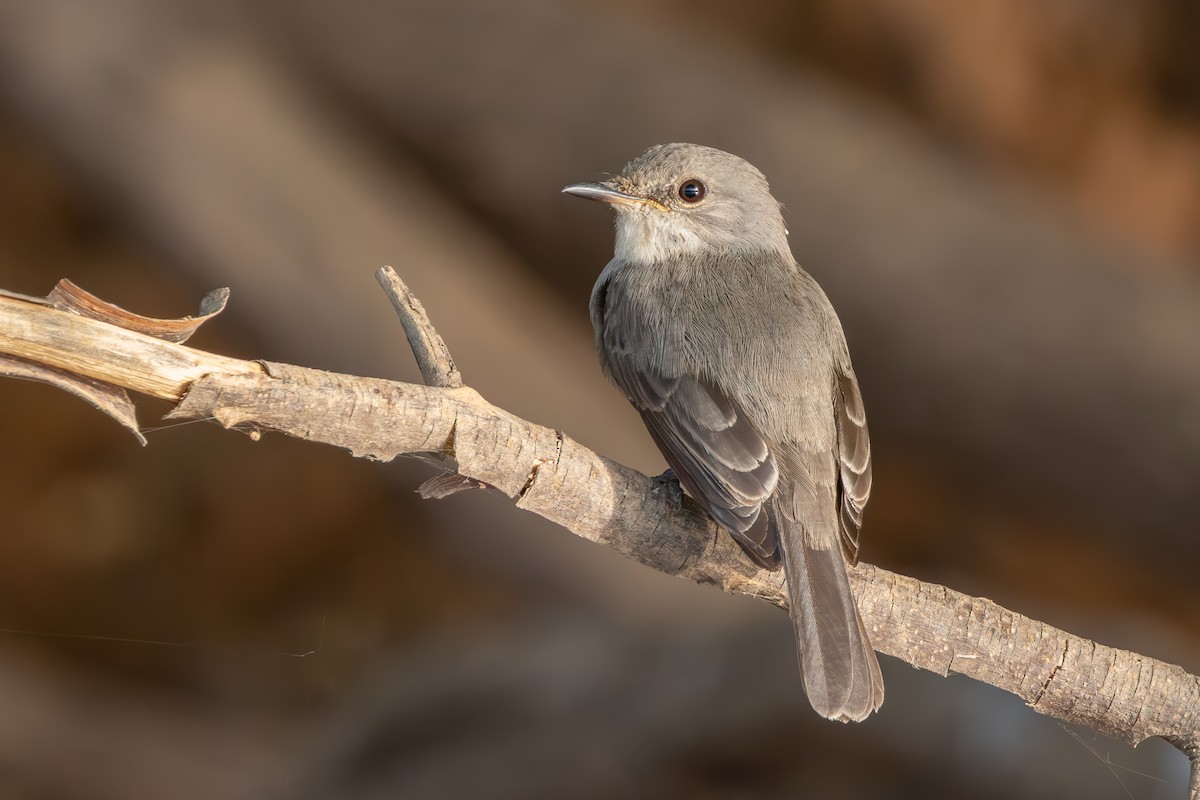 Swamp Flycatcher - ML637045321