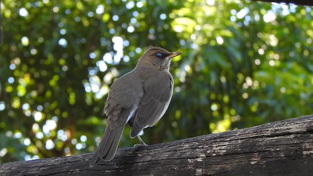 Creamy-bellied Thrush - ML637045351