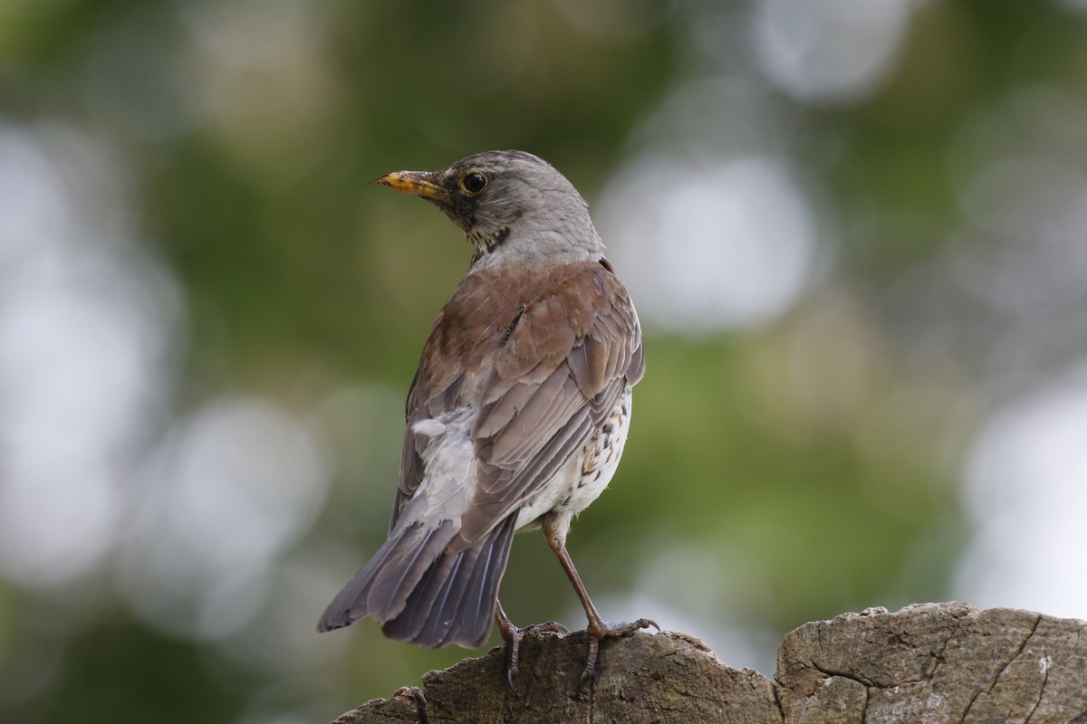 Fieldfare - ML637045469