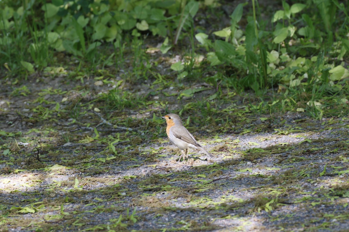 European Robin - ML637045473