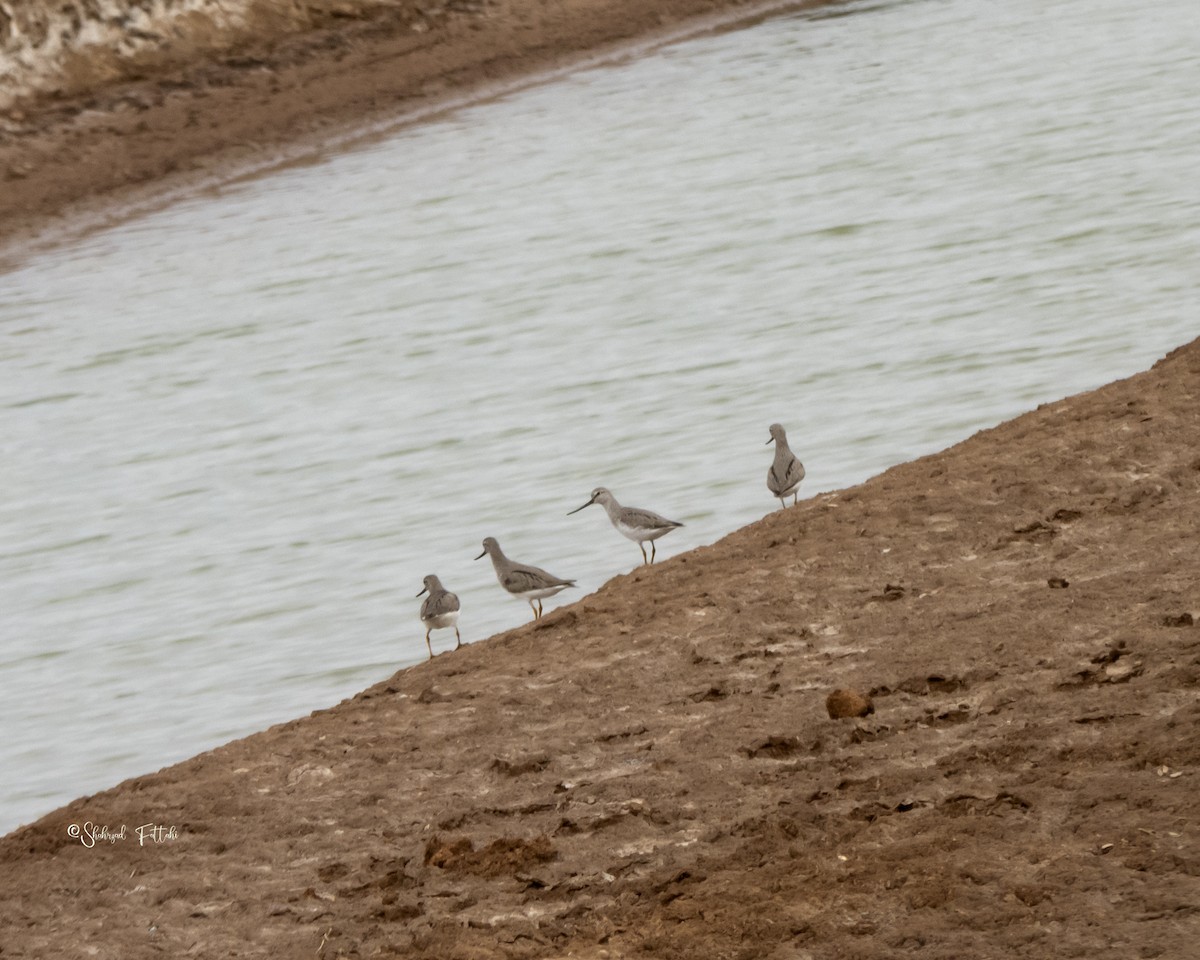 Terekwasserläufer - ML637045514