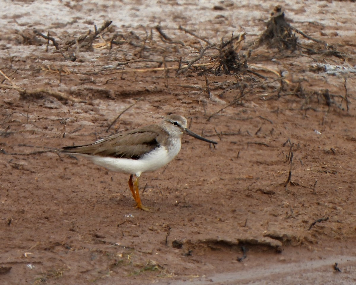 Terekwasserläufer - ML637045517