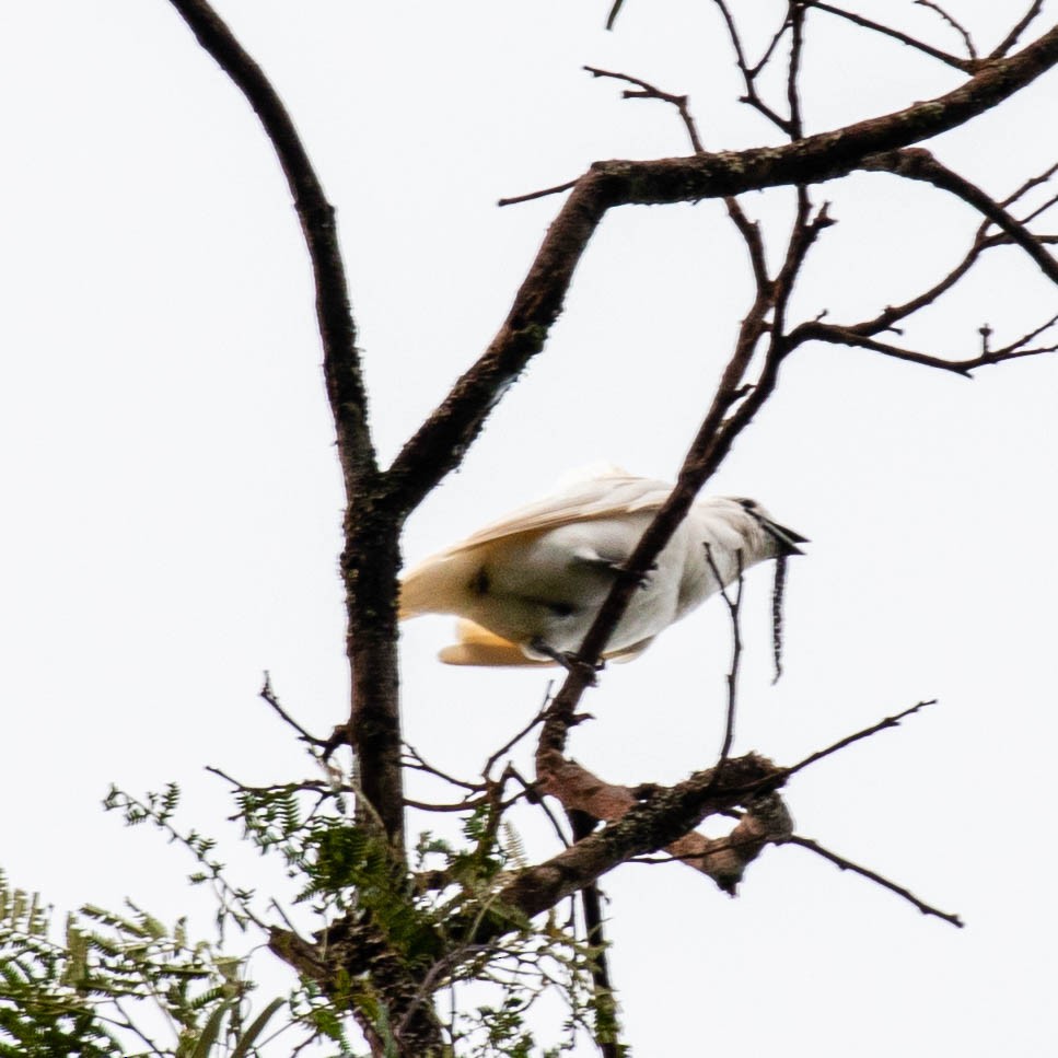 White Bellbird - ML637045542