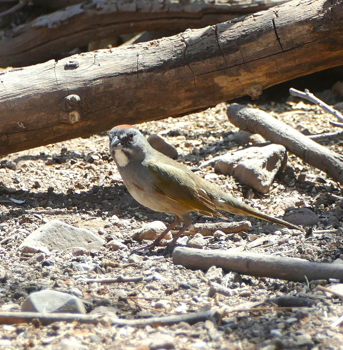 Green-tailed Towhee - ML637045547