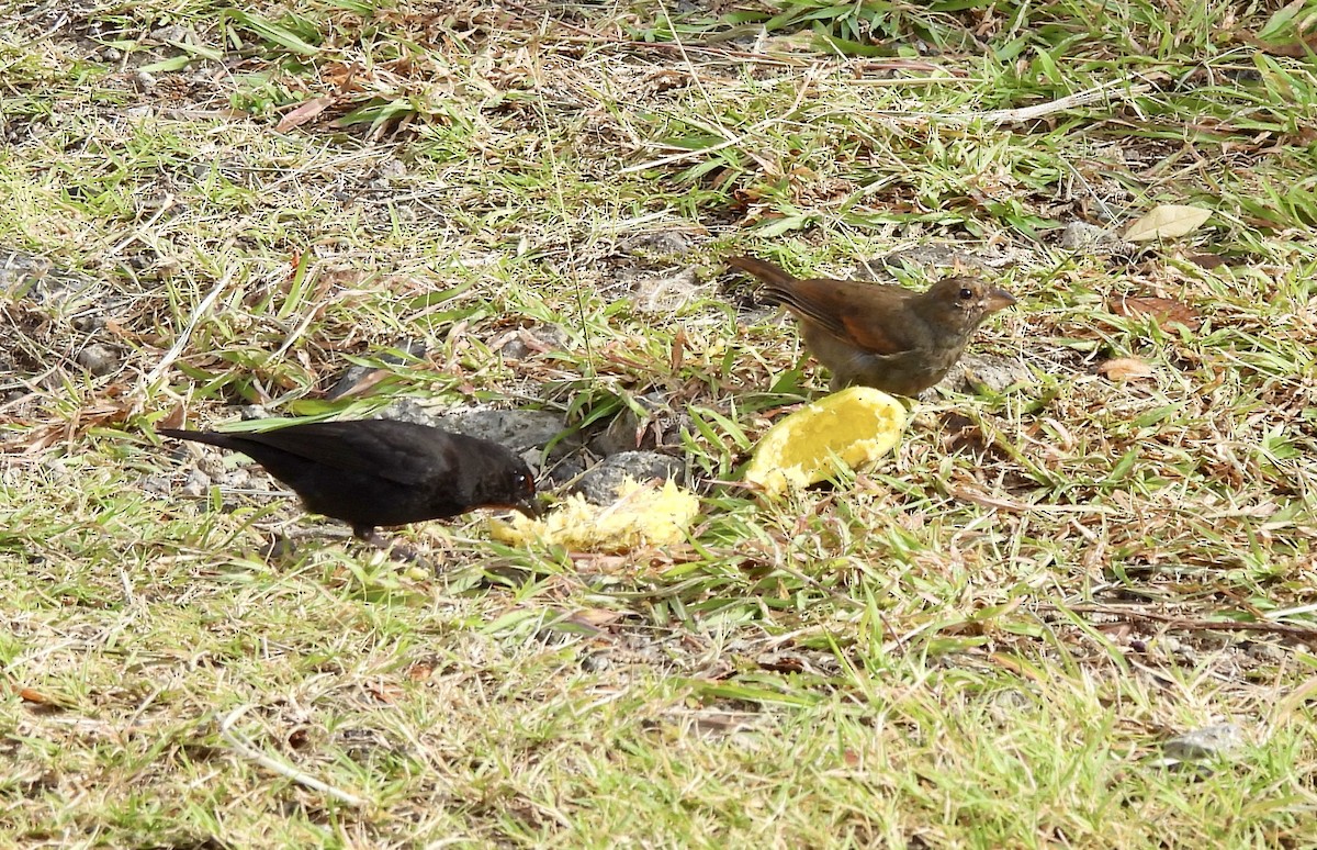 Lesser Antillean Bullfinch - ML637045609
