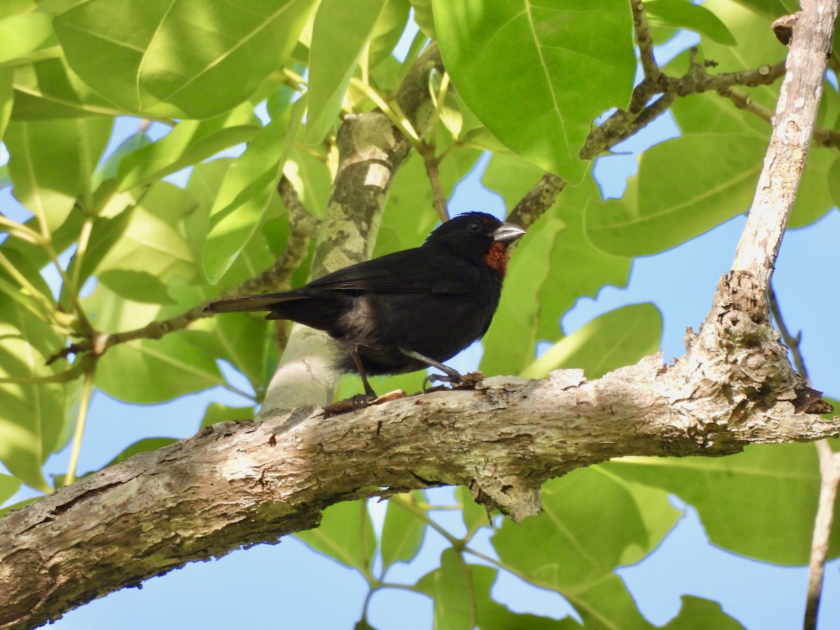 Lesser Antillean Bullfinch - ML637045610