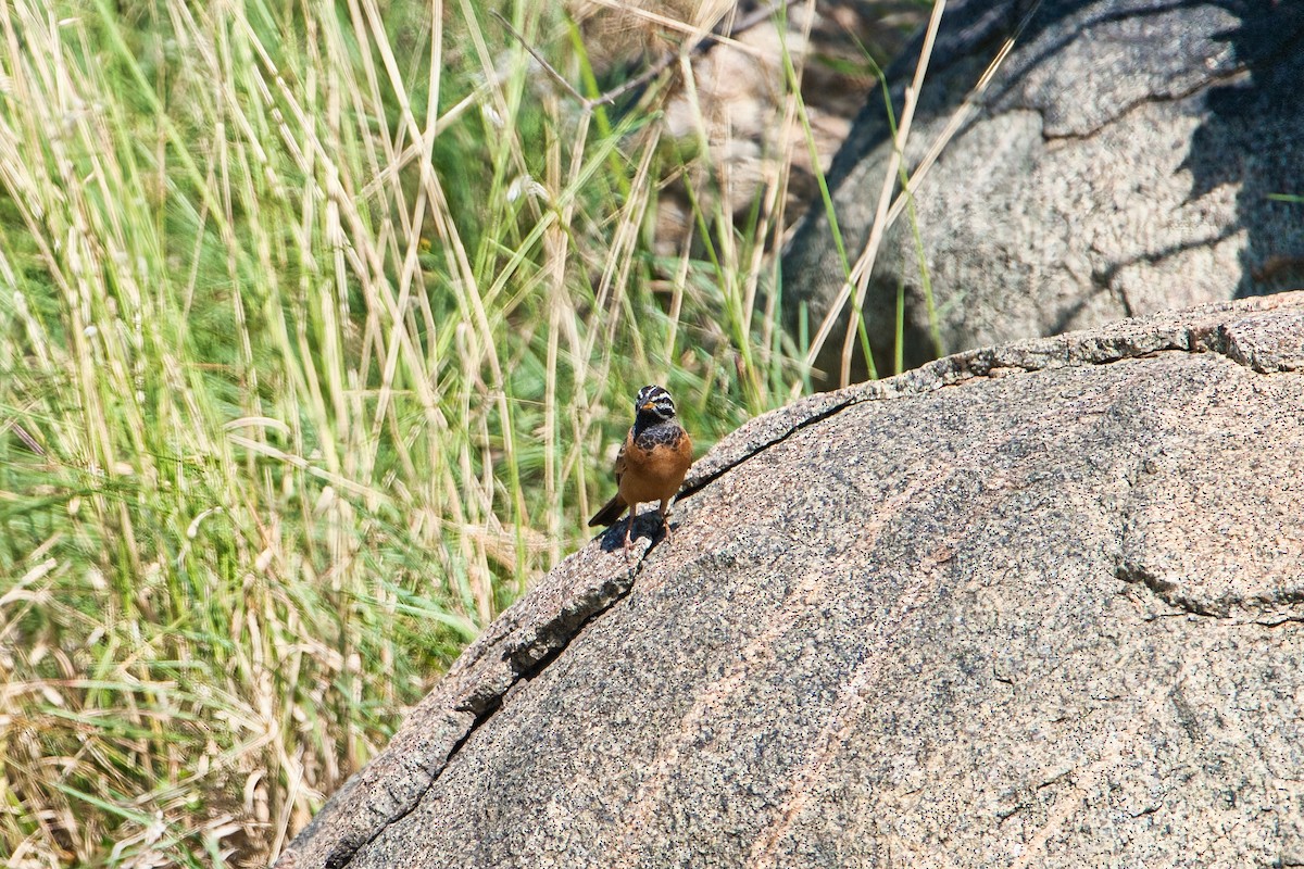 Cinnamon-breasted Bunting - ML637045624