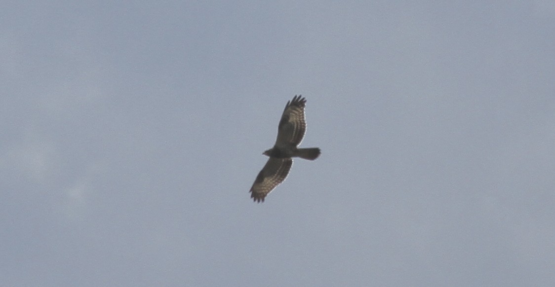 Балч гоорбис - ML637045781