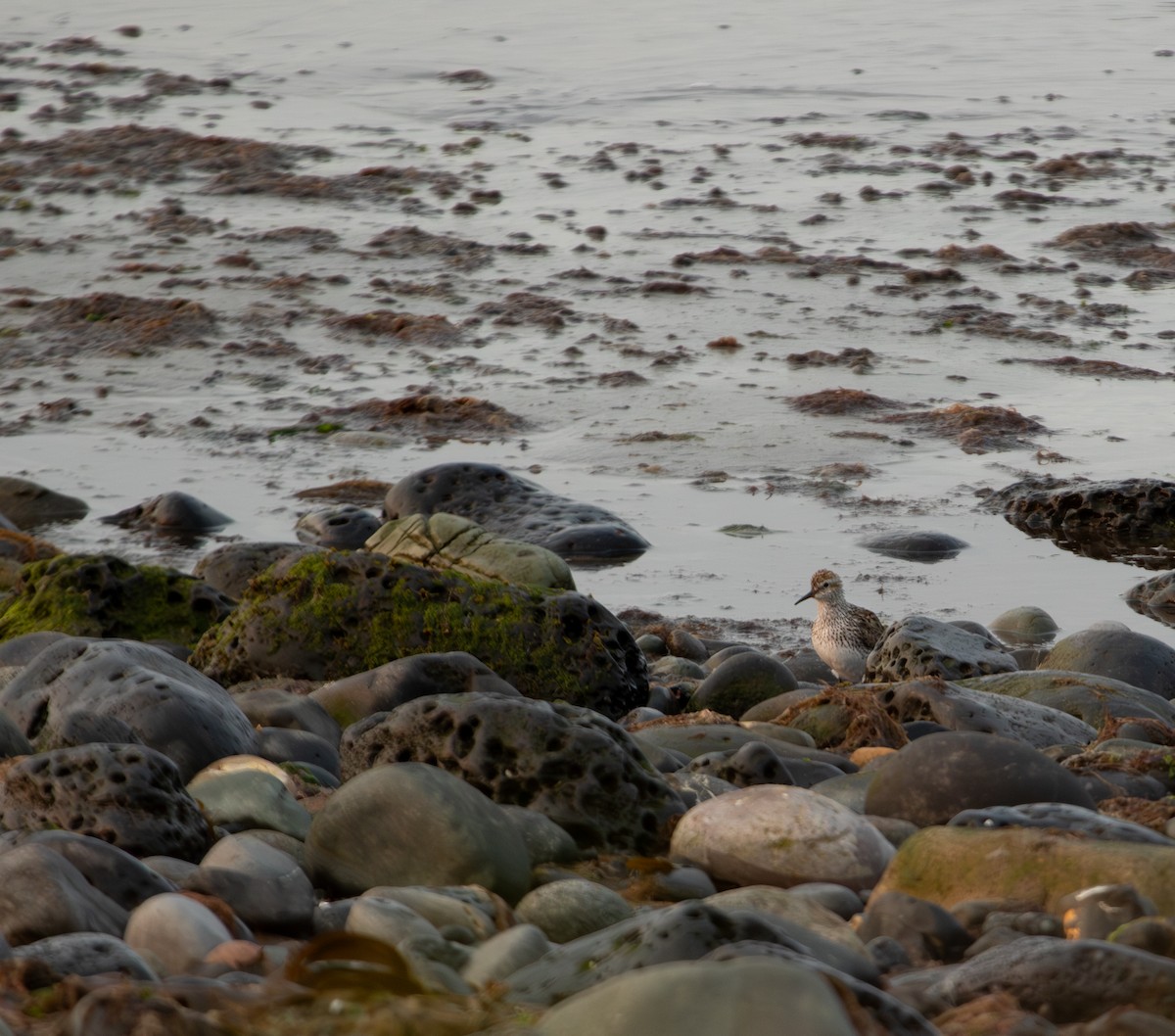 White-rumped Sandpiper - ML637045852
