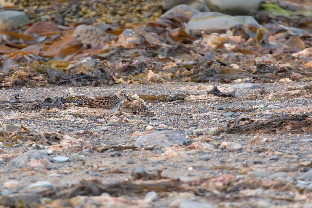 White-rumped Sandpiper - ML637045853