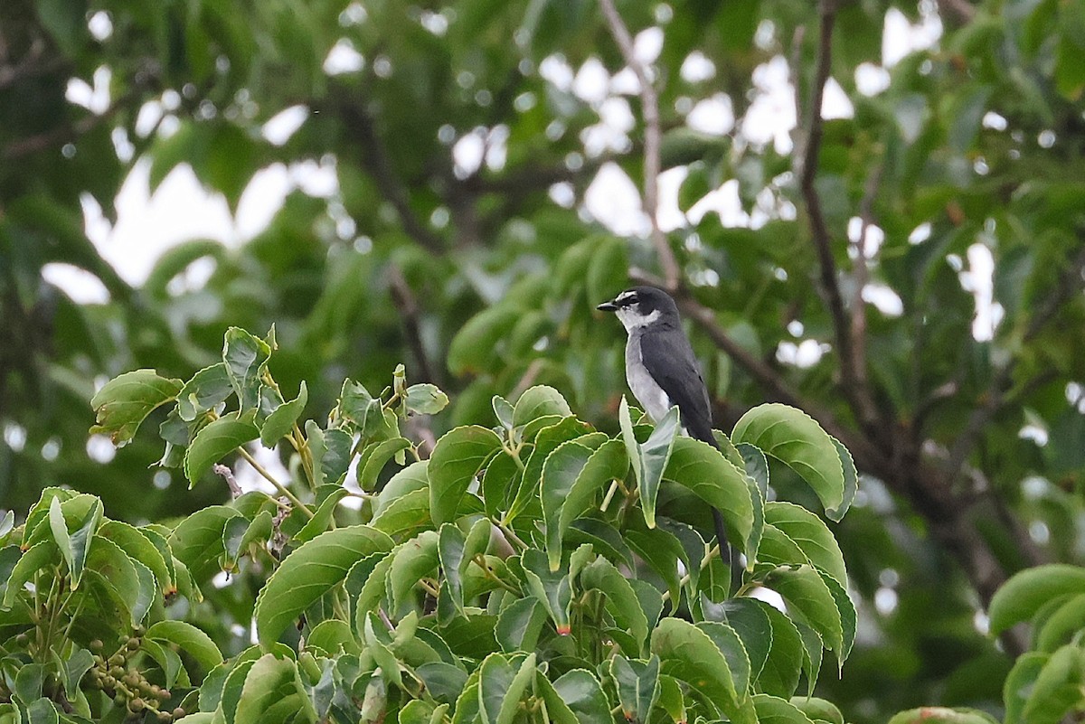 Ryukyu Minivet - ML637045855
