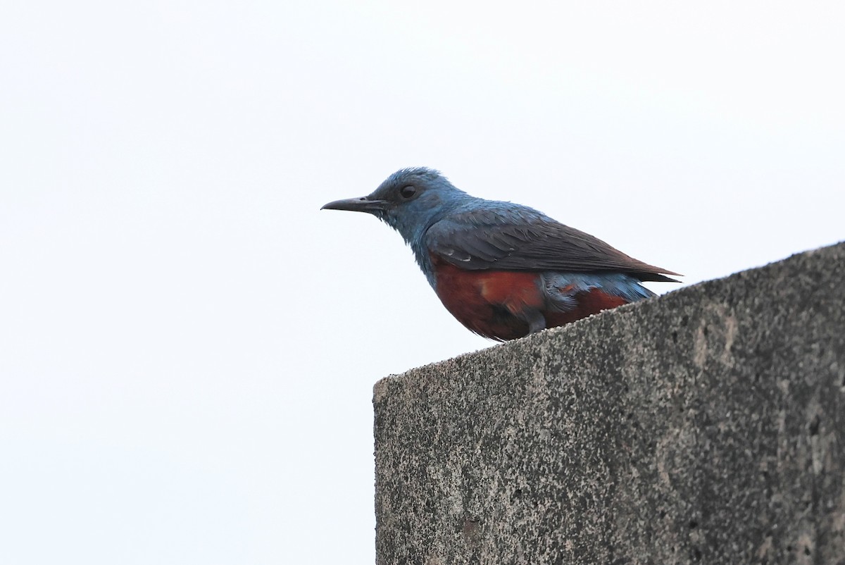 Blue Rock-Thrush - ML637045860