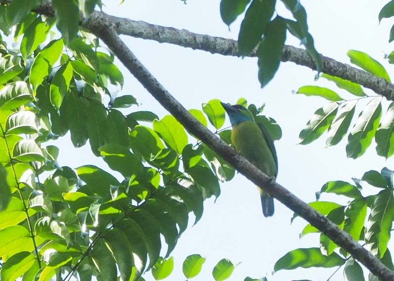 Yellow-crowned Barbet - ML637045880